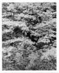 #63